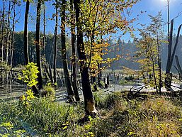 Biberfraßspur, Herbstlicht und Laubfärbung über dem Gewässer Kleines Rotes Luch