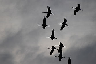 Foto: C. Krüger, Lizenz: Naturwacht