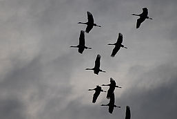 Foto: C. Krüger, Lizenz: Naturwacht